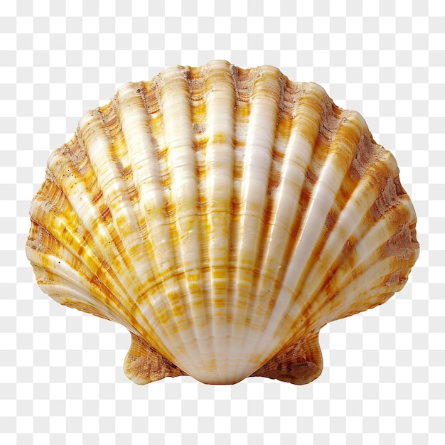 PSD seashell isolated on transparent background png