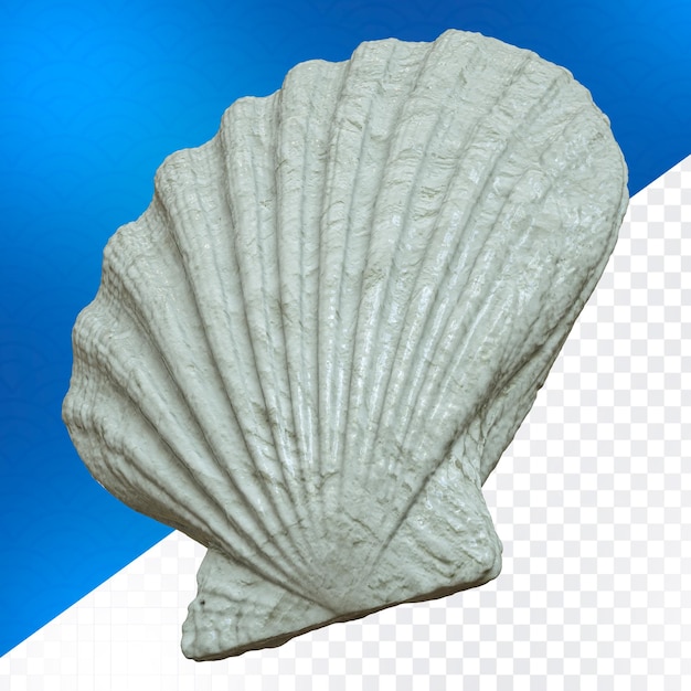 PSD 組成のための貝殻の上面図