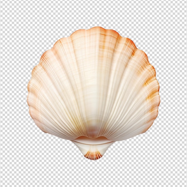 PSD seashell on transparent background