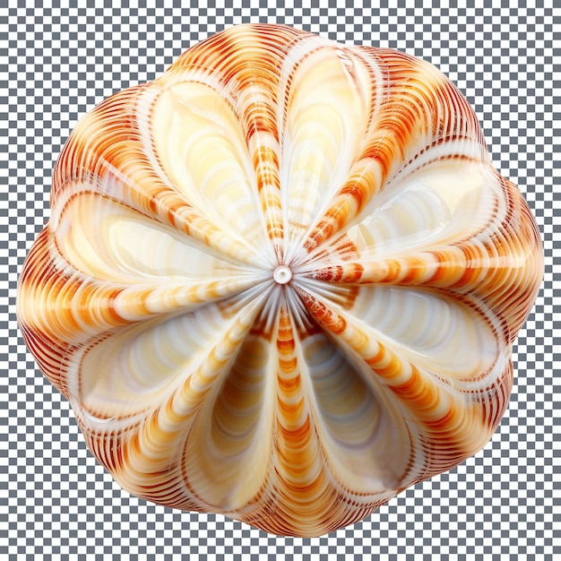 PSD seashell