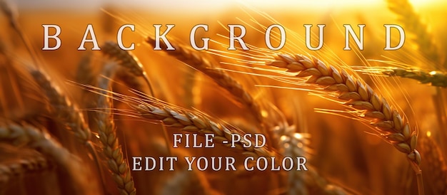 PSD seasonal wheat field with golden color highlighted by evening sun blur background