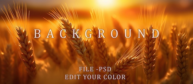 PSD seasonal wheat field with golden color highlighted by evening sun blur background