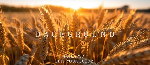PSD campo di grano stagionale con colore dorato evidenziato dallo sfondo sfocato del sole della sera