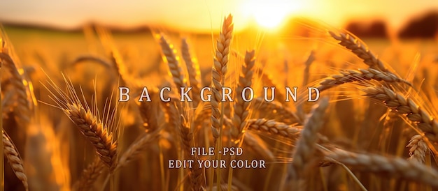 PSD seasonal wheat field with golden color highlighted by evening sun blur background