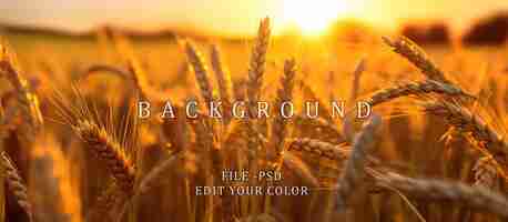 PSD seasonal wheat field with golden color highlighted by evening sun blur background