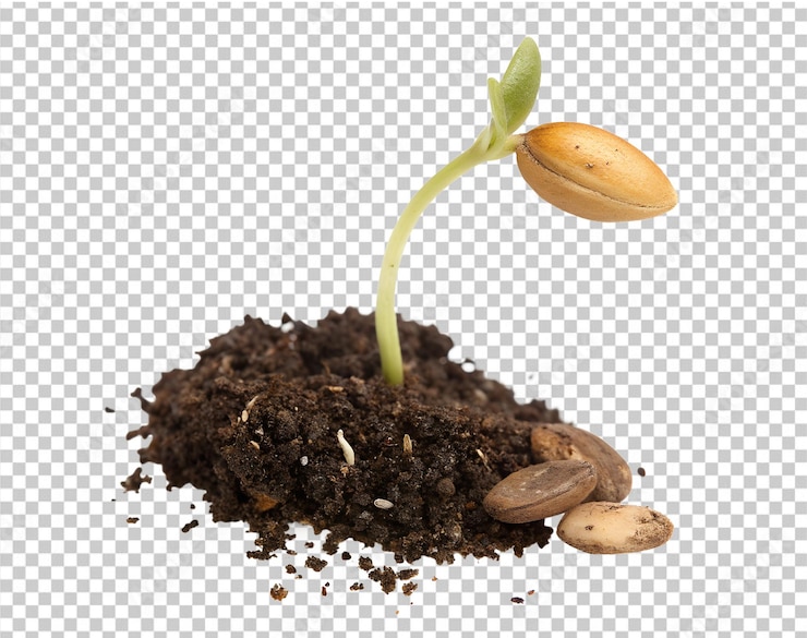 PSD 透明な背景 (png) とpsd (psd) に分離された植物に種子を変換する