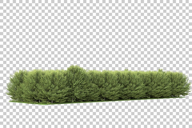 Şeffaf arka planda 3D render orman illüstrasyonu