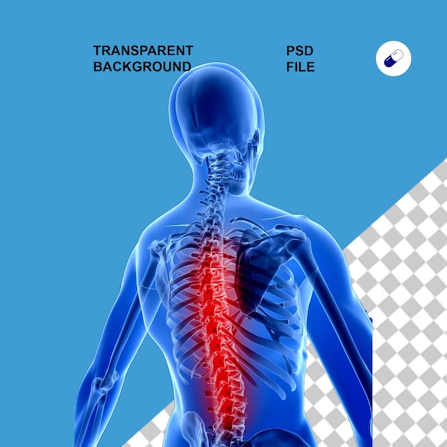 Şeffaf izole arka planda vücut anatomisi ve röntgen