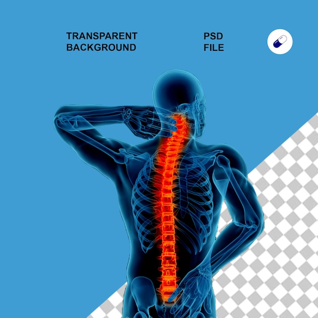 Şeffaf izole arka planda vücut anatomisi ve röntgen