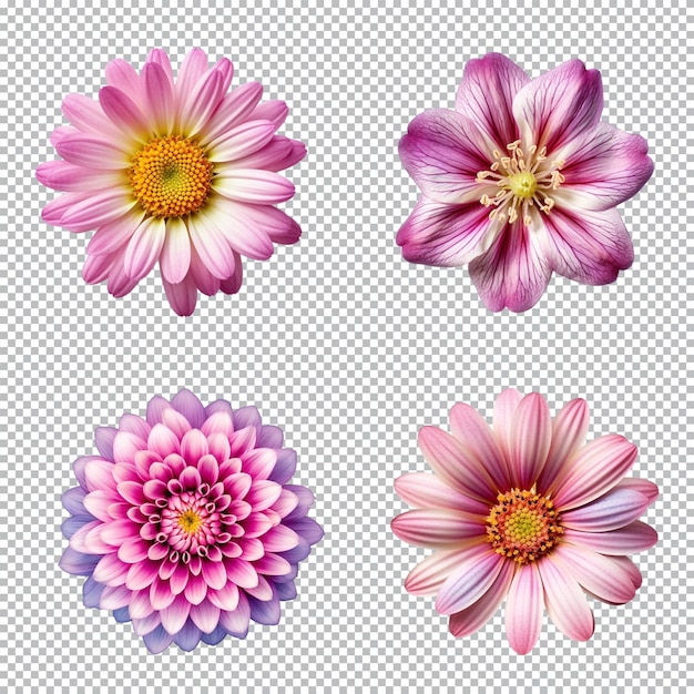 PSD selection of various flowers isolated on transparent background