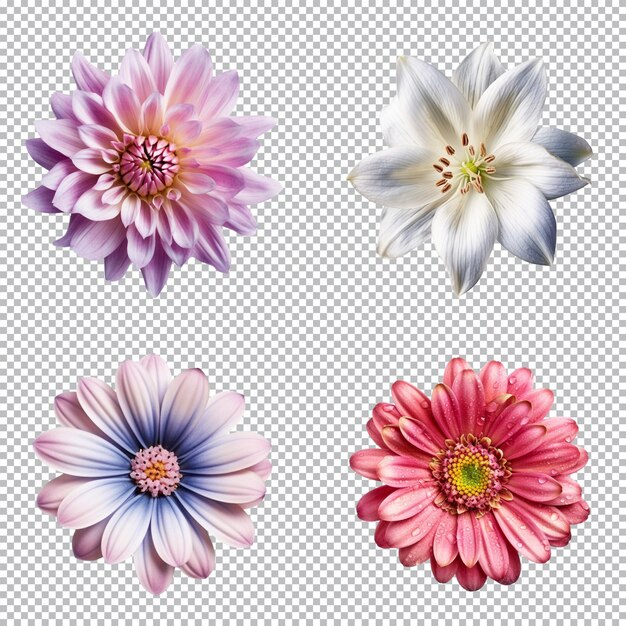 PSD selection of various flowers isolated on transparent background