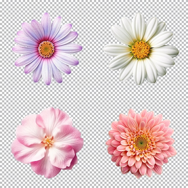 Selection of various flowers isolated on transparent background