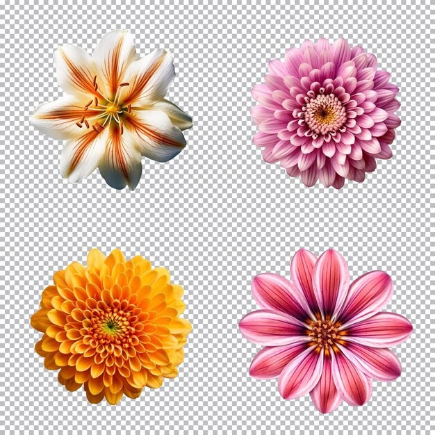 PSD selection of various flowers isolated on transparent background