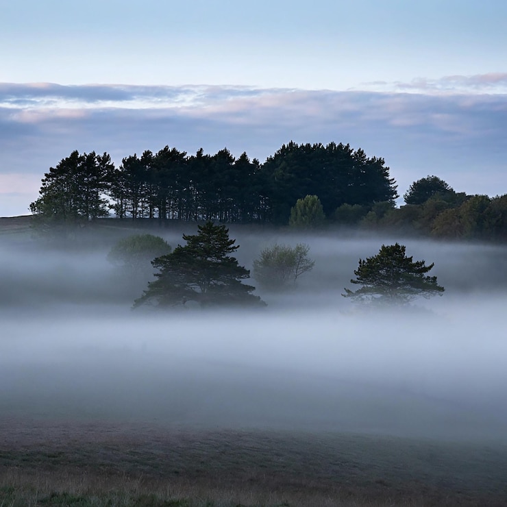 PSD a serene view of mist rolling through a lush green forest in the french jura mountains the fog adds