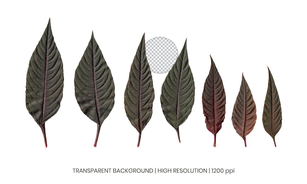 A series of leaves with the text transparent background.