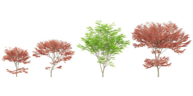 PSD set of acer plants on transparent background
