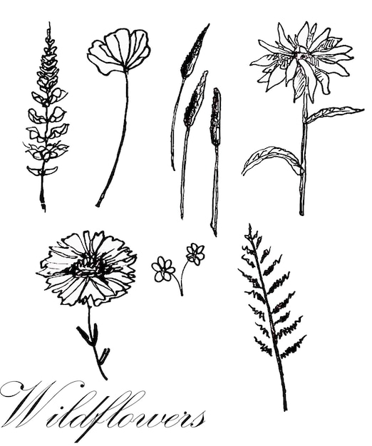 PSD set di foglie botaniche scarabocchiate di fiori selvatici che disegnano fiori selvatiche