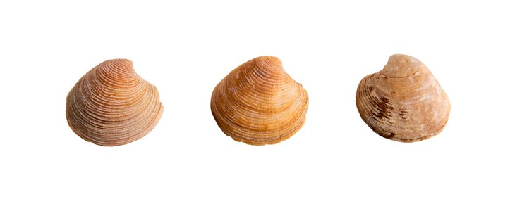 PSD a set of clam shells on a white isolated background