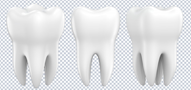 Set of dental premolar teeth