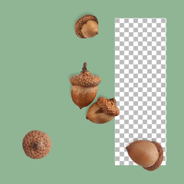 PSD set of dry acorn isolated on transparent