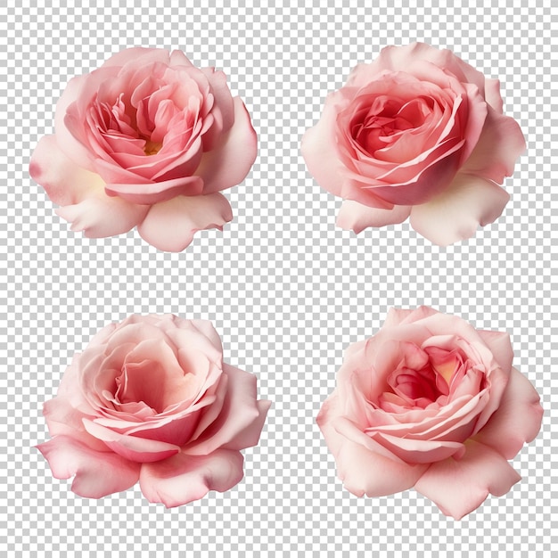 A set of four pink rose flowers on a transparent background