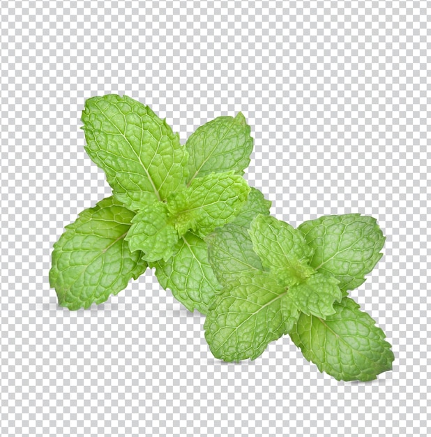 白い背景に分離された新鮮な緑の葉ミントのセットは、白い背景に香りを残しますプレミアム写真psd