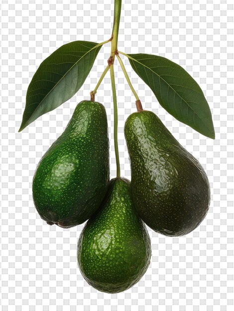 PSD un insieme di avocado verdi con una foglia su di esso