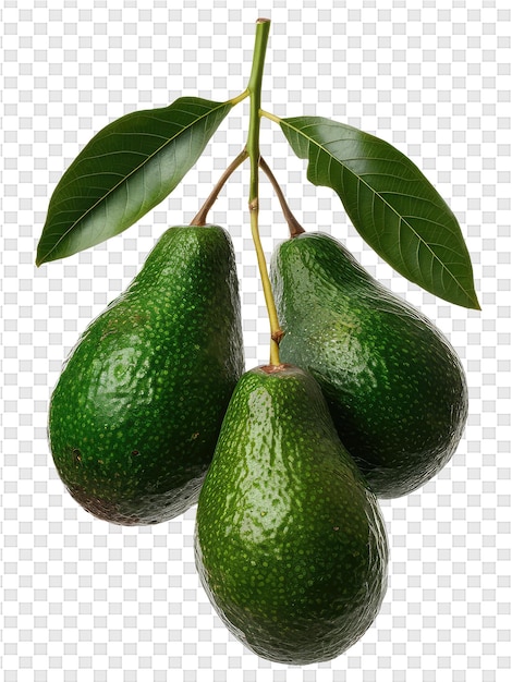 PSD a set of green avocados with a leaf on it