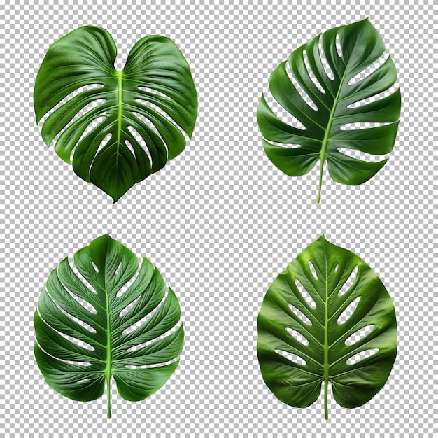 PSD a set of green monstera tropical leaves on transparent background for design elements clipping path