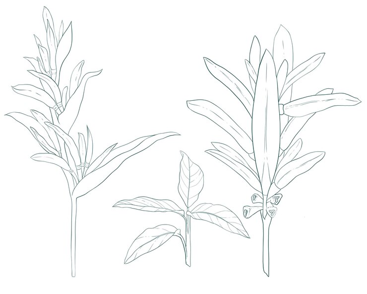 PSD 手で描いたヘリコニアの植物セット