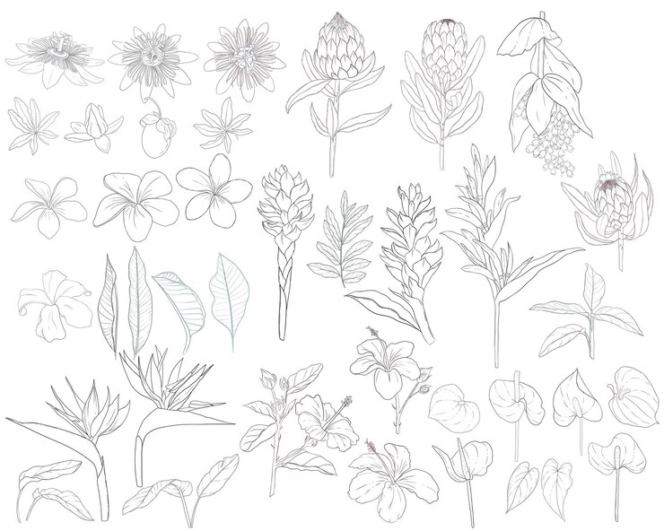 PSD 手描きの熱帯の花のセット