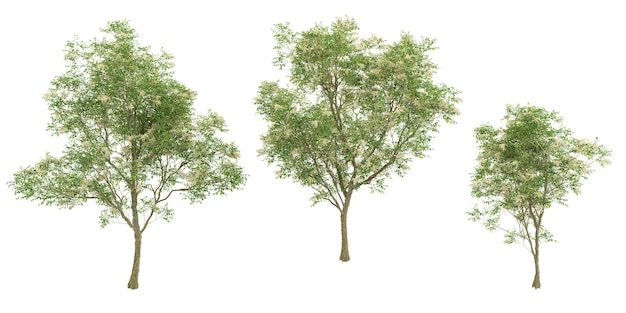 set of himalayan ash trees on transparent background 3d rendering