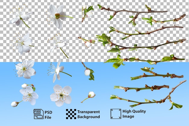 用於創建植物插圖的櫻桃樹枝和花朵的單個元素集合