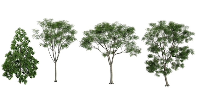 set of jacarandamichelia trees on transparent background from the top view