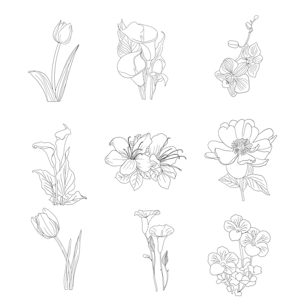 Set met met de hand getekende florale decoratieve elementen