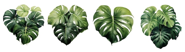 Set monstera bladeren geïsoleerd op witte achtergrond Realistische vectorillustratie