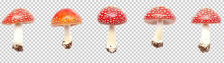 PSD 一組在透明背景上隔離的