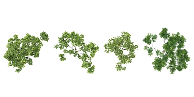 Set of Fraxinus lanuginosa plants isolated on transparent background from the top view