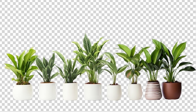 PSD 透明な背景に隔離された鉢の緑の植物のセット