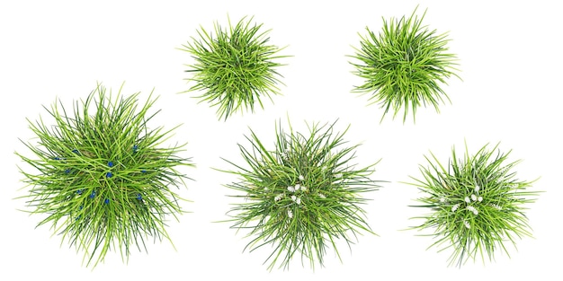 set of Mondo grass with alpha mask 3d rendering for digital composition From top view