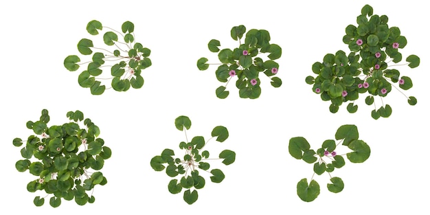 Set of nymphaeaNorthern plants on transparent background from the top view
