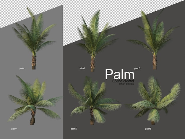 PSD Набор композиций из пальм