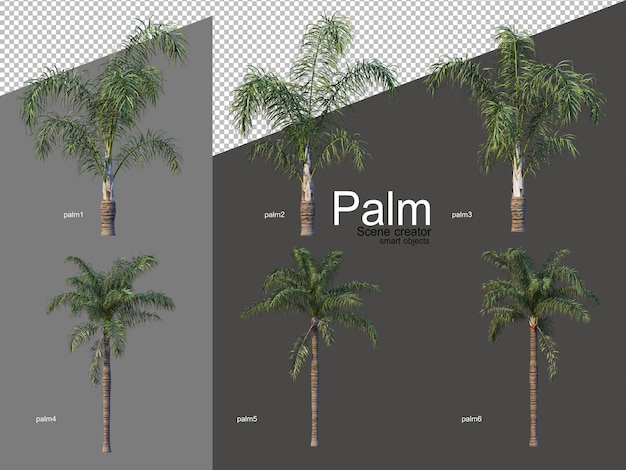 Набор композиций из пальм