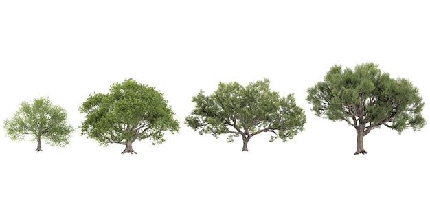 set of quercus trees on transparent background from top view