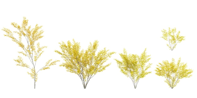 set of spicebush trees on transparent background 3d rendering