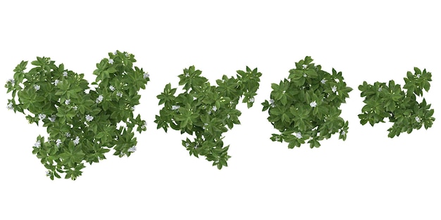 set of Tabernaemontana flower plants on transparent background from the top view