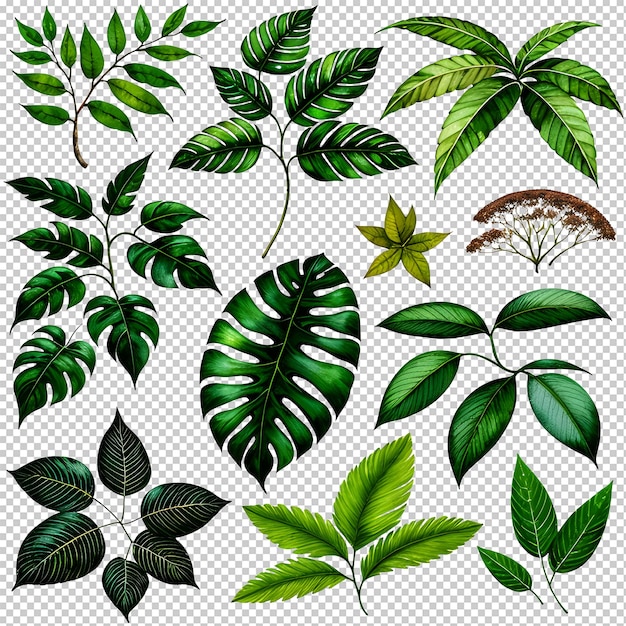 set of various tropical leaves isolated on background