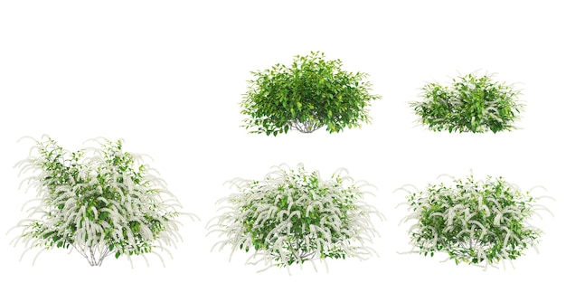 set of virginia sweetspire trees on transparent background 3d rendering