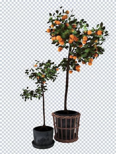 PSD a set of orange trees in pots with a basket