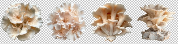 PSD set of oyster mushroom development phases